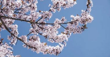 Pranvera mbërrin! Sonte ndodh ekuinoksi i parë i vitit