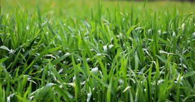 Shkencëtarët: Bimët lëshojnë zëra të cilat njeriu nuk mund t’i dëgjojë