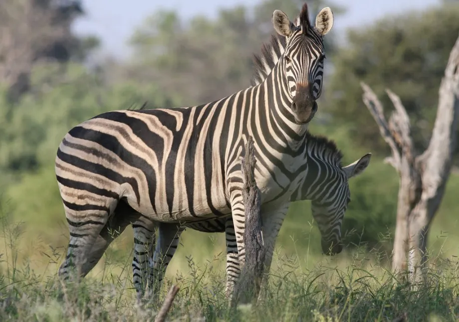 VIDEO/ Zebra arratiset nga kopshti zoologjik, liria i zgjati shumë pak