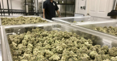 Raporti: Amerikanët konsumojnë më shumë marihuanë sesa çokollatë