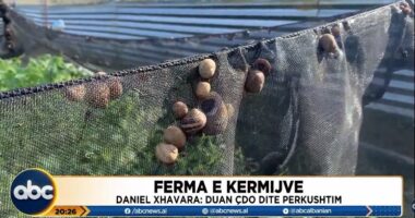 Ferma e kërmijve, biznesi i veçantë që është ngritur në Vlorë