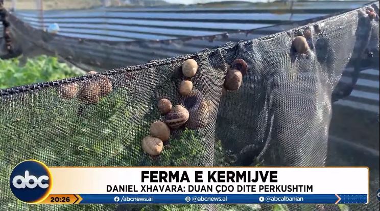 Ferma e kërmijve, biznesi i veçantë që është ngritur në Vlorë