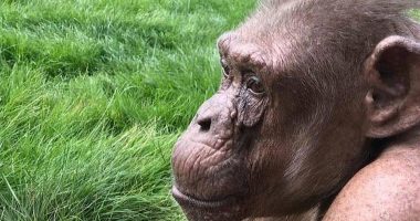 FOTO/ Shimpanzeja më e vjetër në Evropë feston ditëlindjen e saj të 58-të