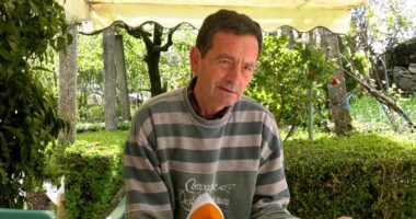 Në “majë të gurit”/ Palmat rriten në Gjirokastër, ish-agronomi: I mbollëm 20 vite më parë