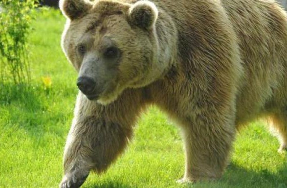 Alarmohen autoritetet, ariu që vrau italianin mund të ketë arritur në Zvicër