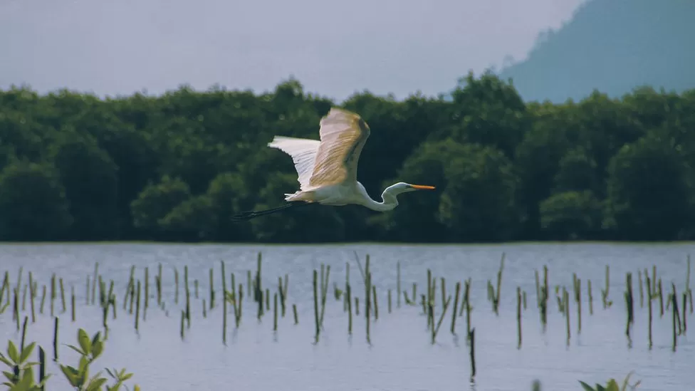 Shkencëtarët po garojnë kundër kohës për të shpëtuar biodiversitetin