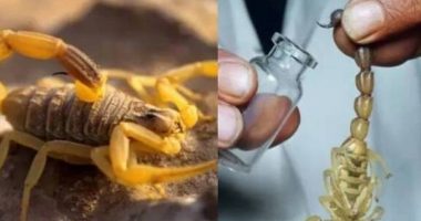 Arsyeja pse helmi i akrepit është më i shtrenjti në botë