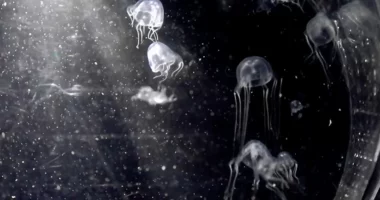 Shkencëtarët zbulojnë një lloj të rrallë kandili deti me 24 sy dhe helmues