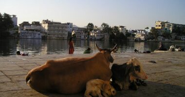 Pse disa njerëz në Indi konsumojnë urinën e lopës?