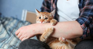 Shkencëtarët zbulojnë se ato kanë një efekt pozitiv tek njerëzit, 3 arsye pse është mirë për ju që të adoptoni një mace