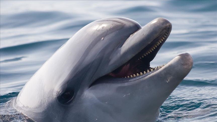 Dhjetëra delfinë dalin në bregun e Japonisë, 7 mbetën të ngordhur