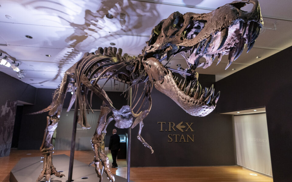 Zvicër, shitet për 6.2 milionë dollarë skeleti i T-rex