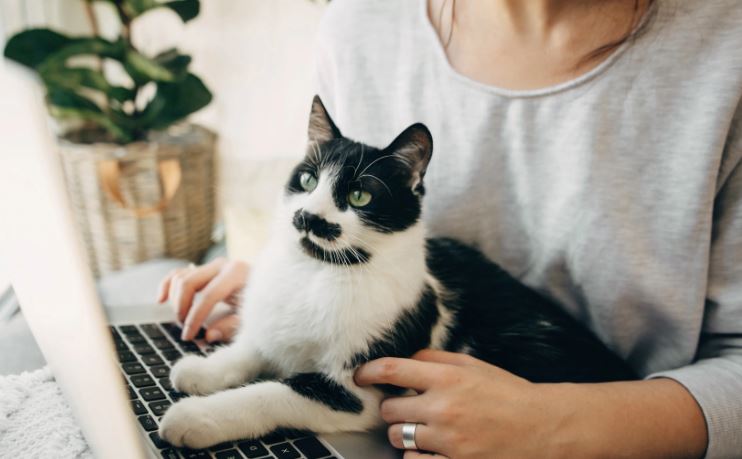 Kjo është arsyeja pse macja juaj është gjithmonë e ulur në laptop