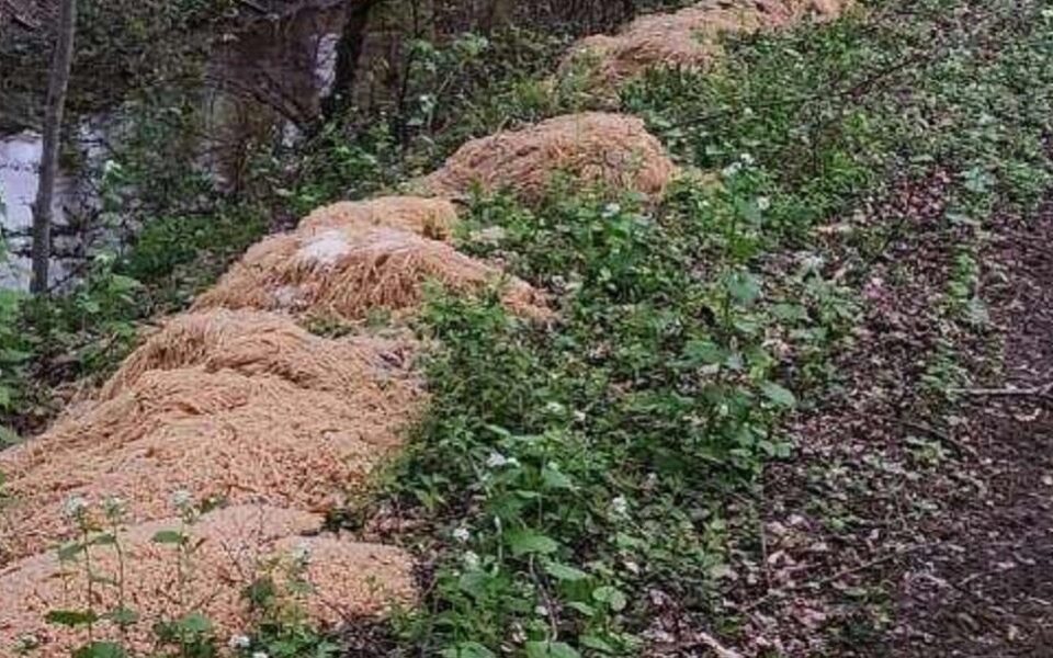 SHBA, rreth 500 kg makarona gjenden të hedhura në një park