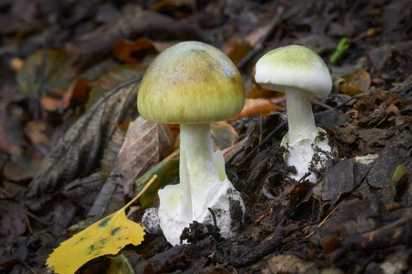  Gjendet kundërhelmi për kërpudhat më vdekjeprurëse në botë