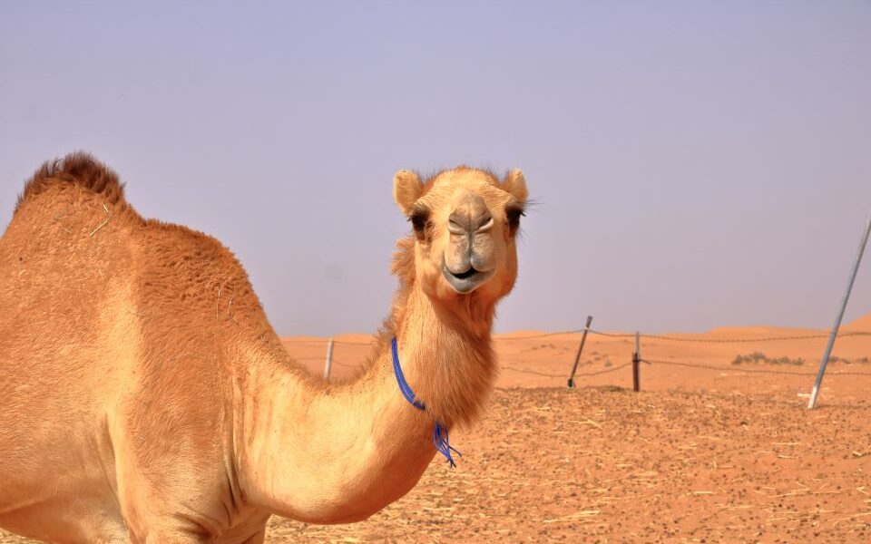 Gruaja shtatzënë udhëton 7 orë me deve për të shkuar në maternitet