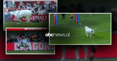 VIDEO/ Ngjarje e pazakontë në Rugby: Demi futet në fushën e lojës duke tërhequr zvarrë kujdestarin, panik te lojtarët