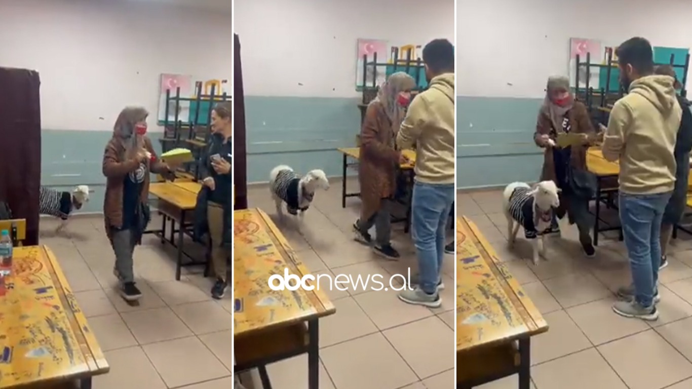 VIDEO/ Gruaja shkon për të votuar e shoqëruar nga një qengj