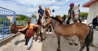 FOTO/ Nj&euml; fermer shkon me nj&euml; kal&euml; dhe nj&euml; gomar p&euml;r t&euml; votuar n&euml; Greqi