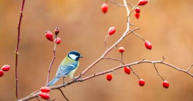 Studimi: Cicërima e zogjve lehtëson depresionin dhe emocionet negative