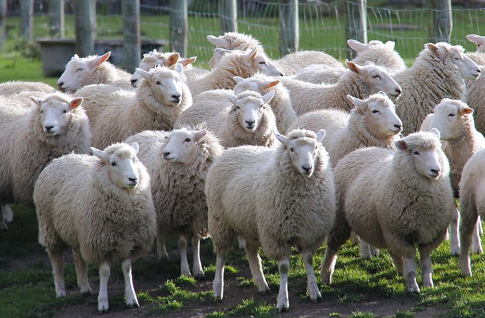 Zelanda e Re ka pesë herë më shumë dele se njerëz dhe kjo nuk mjafton