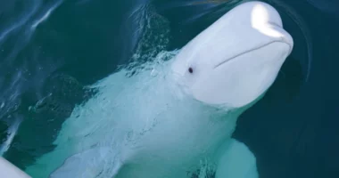 Norvegjia paralajmëron njerëzit që të qëndrojnë larg balenës ‘spiune”