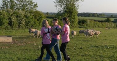 Britani, aktivistët “rrëmbejnë” tre qengja nga ferma e mbretit Karl