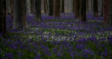 Pranvera që nuk erdhi kurrë dhe efektet e saj
