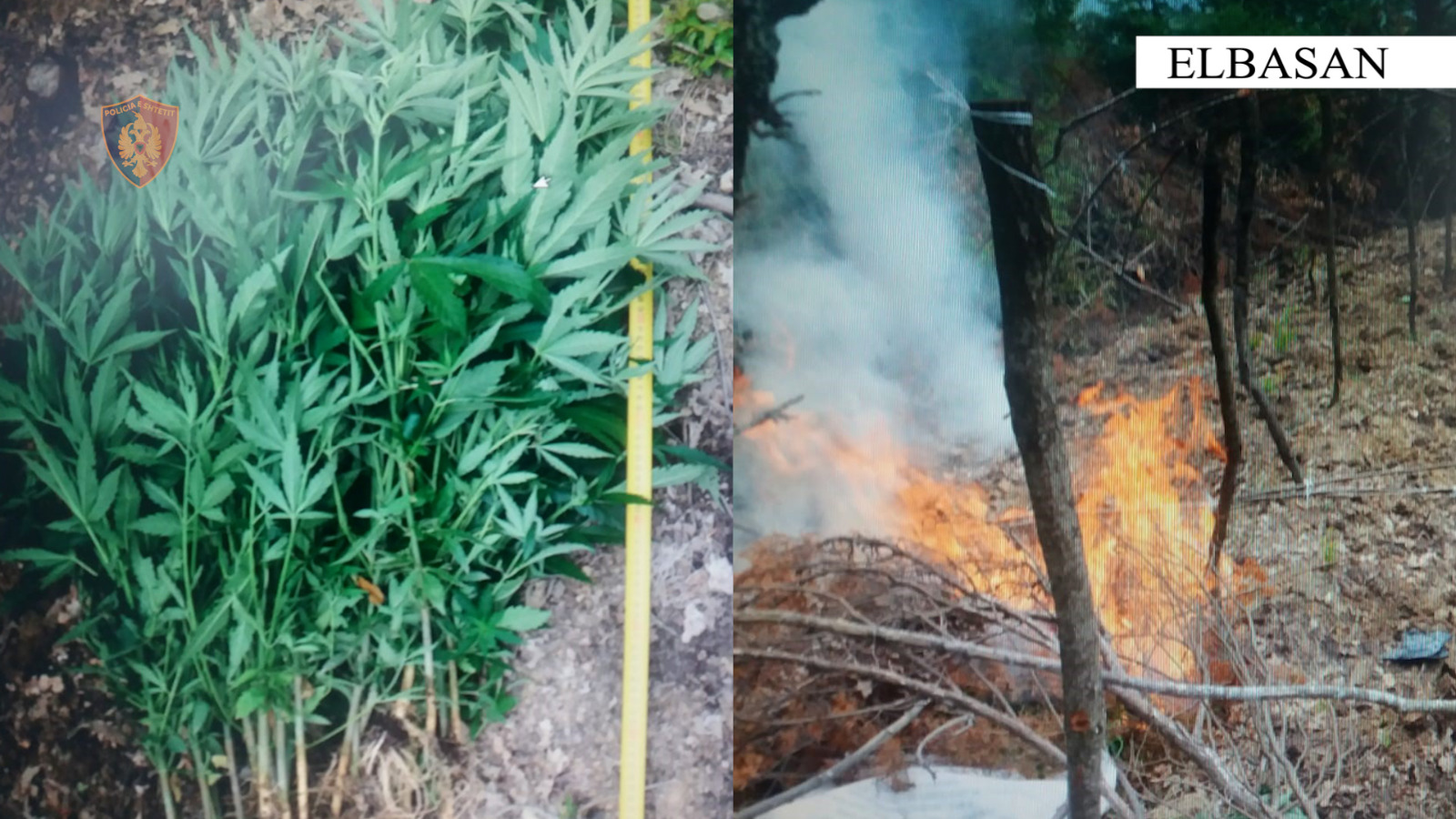 Asgjësohen 80 bimë kanabis në Elbasan, arrestohen dy “pronarët e mallit”, në kërkim një tjetër
