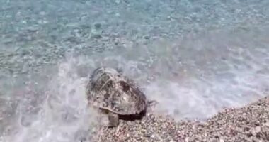 Breshka e rrallë “kareta-kareta”, bie në rrjetën e peshkatarëve në Himarë