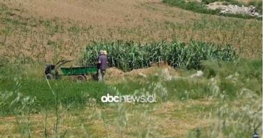 Rreziqet nga pickimet/ Merimangat, mjekët: Ata që punojnë në bujqësi të kenë kujdes