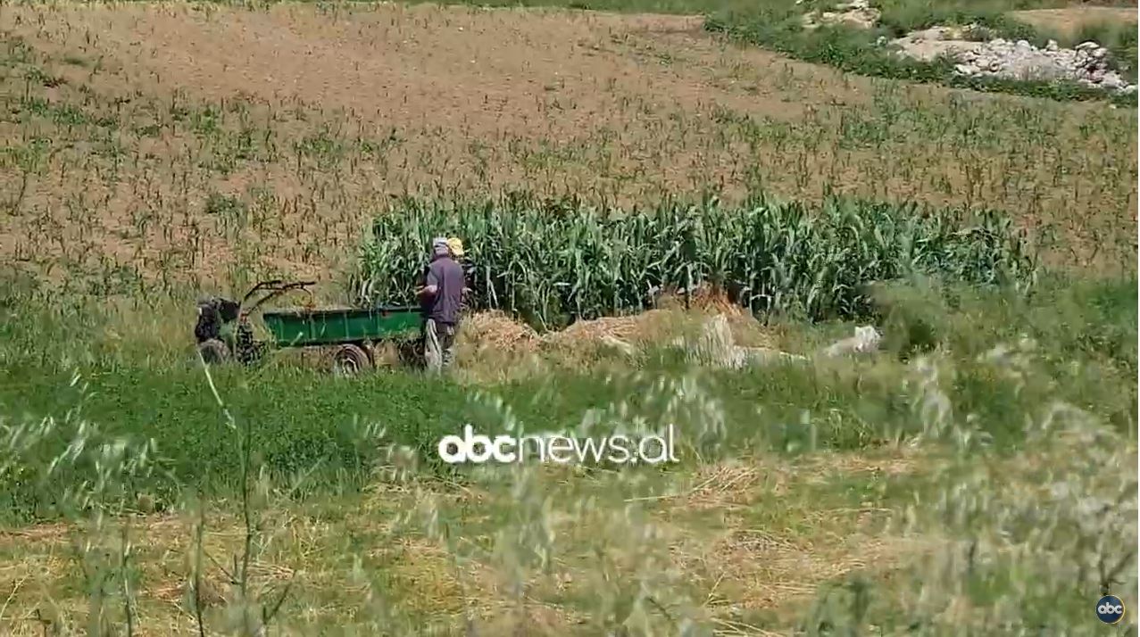 Rreziqet nga pickimet/ Merimangat, mjekët: Ata që punojnë në bujqësi të kenë kujdes