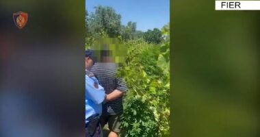 Po vadiste kanabisin mes vreshtit të rrushit, kapet “mat” 37 vjeçari në Fier