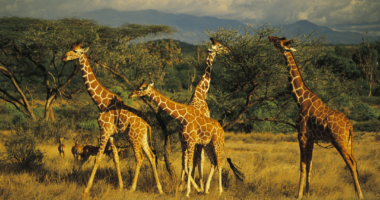 Friend of the Earth dhe Somali Giraffe, projekt për shpëtimin nga zhdukja e gjirafave