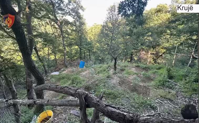 “Territor i pastër” asgjësohen 271 bimëve narkotike cannabis sativa, policia në kërkim të autorëve