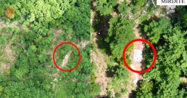 Gati për t’u kultivuar, asgjësohen 1664 fidanë narkotikë cannabis sativa në Mirditë, dy të arrestuar