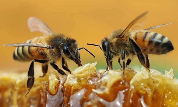 Përfitimet e qumështit të bletës, nga sistemi nervor deri tek kolagjeni