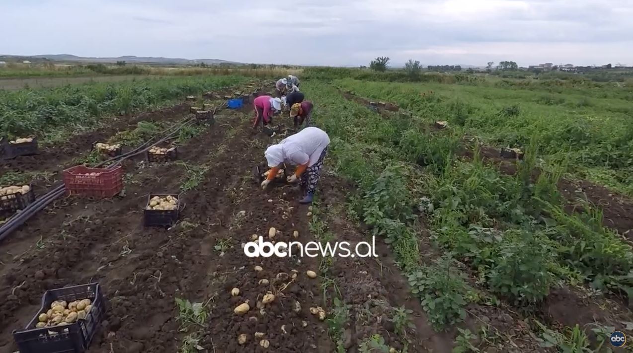 Patatja “made in Albania”/ Produkti shqiptar tani certifikohet për BE