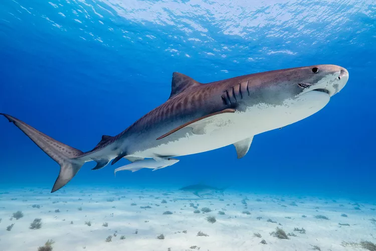 Ekipi i Netflix sulmohet nga peshkaqenët gjatë xhirimit të një dokumentari