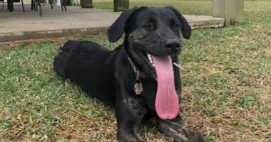 Qeni me gjuhën 13 cm fiton rekordin botëror