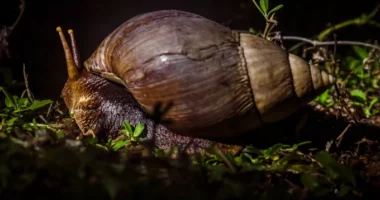 Kërmijtë gjigantë afrikanë “pushtojnë” Floridan”, kërcënojnë bimët dhe rrezik për meningjit