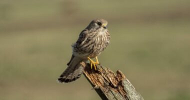 Pse po zhduken shpendët në SHBA?