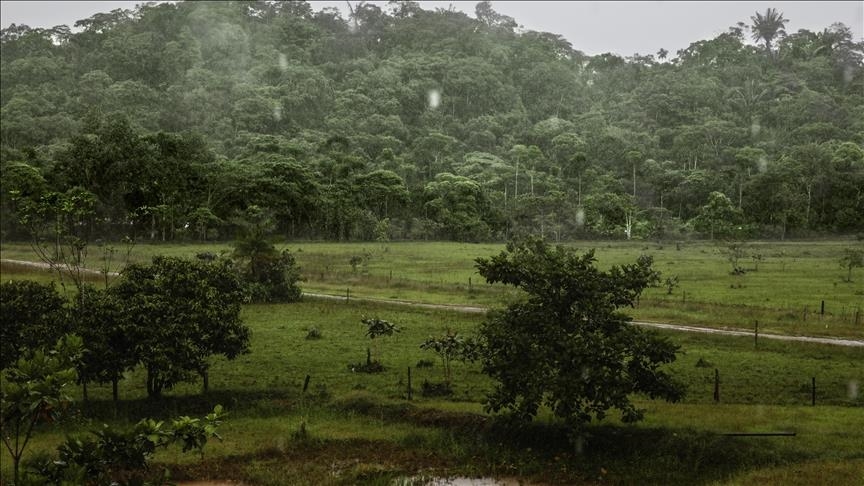 Shpyllëzimi i Amazonës në Brazil bie me 31 për qind