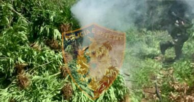 Kultivonin bimë narkotike në zonat e thella të Vaut të Dejës, një i arrestuar dhe 2 të tjerë në kërkim