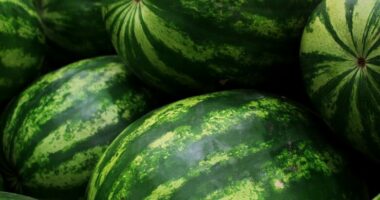 Sezoni i shalqirit, zbuloni përfitimet e tij shëndetësore