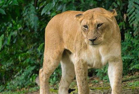 Panik në Berlin, një luaneshë dyshohet se është e lirë nëpër qytet
