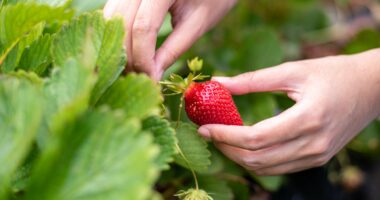Test psikologjik/ Luleshtrydhet e vjedhura tregojnë nëse bëheni lehtësisht personi i tretë në një lidhje
