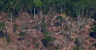 Shpyllëzimi i Amazonës bie me 1/3 gjatë 2023