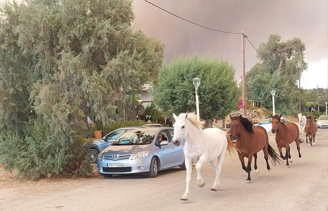 FOTO/ Kuajt vrapojnë për t’i shpëtuar zjarrit në Rodos