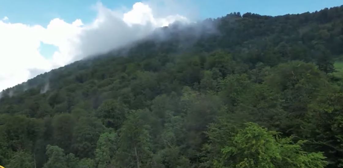 Në pyjet që mbron UNESCO/ Rrajca prej 6 vitesh pjesë e trashëgimisë botërore